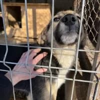 Phoebe - PS in 37181 Hardegsen, female young Mixed Breed for adoption at Spitz und Pawtners e.V.