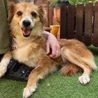 Pixie, female 7yo Mixed Breed for adoption at Spitz und Pawtners e.V.