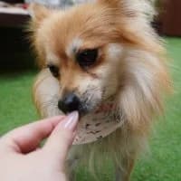 Polly, female 4yo Mixed Breed for adoption at Spitz und Pawtners e.V.