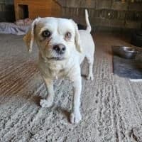 Pufi, male young Mixed Breed for adoption at Spitz und Pawtners e.V.