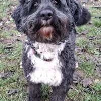 Quasimodo, male 7yo Mixed Breed for adoption at Spitz und Pawtners e.V.