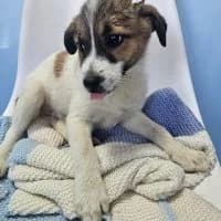Riley, male puppy Mixed Breed for adoption at Spitz und Pawtners e.V.