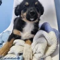 Roberto, male puppy Mixed Breed for adoption at Spitz und Pawtners e.V.
