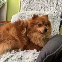 Robi, male 5yo Mixed Breed for adoption at Spitz und Pawtners e.V.