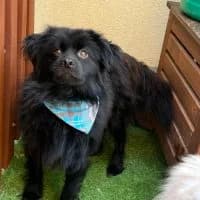 Robin, male young Mixed Breed for adoption at Spitz und Pawtners e.V.