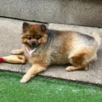 Rosie - PS in 53721 Siegburg, female 5yo Mixed Breed for adoption at Spitz und Pawtners e.V.