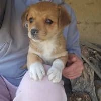 Ruby, female puppy Mixed Breed for adoption at Spitz und Pawtners e.V.