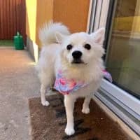 Selma, female young Mixed Breed for adoption at Spitz und Pawtners e.V.