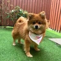 Sephora - PS in 31789 Hameln, female 6yo Mixed Breed for adoption at Spitz und Pawtners e.V.