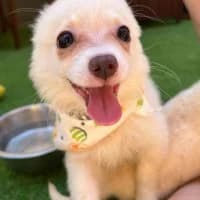 Simon, male puppy Mixed Breed for adoption at Spitz und Pawtners e.V.