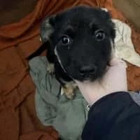 Sir Henry - PS in 33824 Werther, male young Mixed Breed for adoption at Spitz und Pawtners e.V.