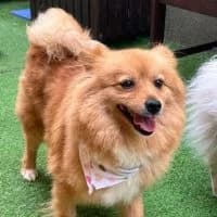 Sissi - PS in 76829 Landau in der Pfalz, female 6yo Mixed Breed for adoption at Spitz und Pawtners e.V.