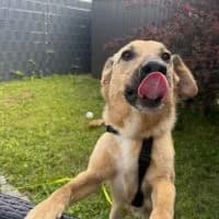 Snoopy - PS in 84453 Mühldorf a. Inn, male 4yo Mixed Breed for adoption at Spitz und Pawtners e.V.