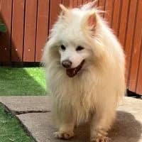 Snow, male senior Mixed Breed for adoption at Spitz und Pawtners e.V.