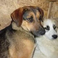 Spiridon, male 3yo Mixed Breed for adoption at Spitz und Pawtners e.V.