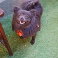 Strolch, male young Mixed Breed for adoption at Spitz und Pawtners e.V.