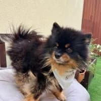 Tazi, male 3yo Mixed Breed for adoption at Spitz und Pawtners e.V.