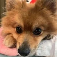Teddy Teo, male 4yo Mixed Breed for adoption at Spitz und Pawtners e.V.