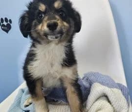 Thea, female puppy Mixed Breed for adoption at Spitz und Pawtners e.V.