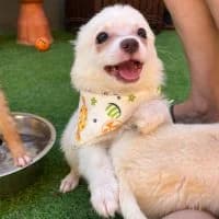 Theodore, male puppy Mixed Breed for adoption at Spitz und Pawtners e.V.
