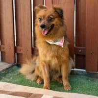 Tiffy - PS in 73463 Westhausen, female 4yo Mixed Breed for adoption at Spitz und Pawtners e.V.