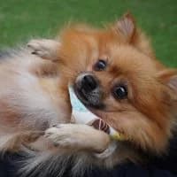 Tina, female 6yo Mixed Breed for adoption at Spitz und Pawtners e.V.
