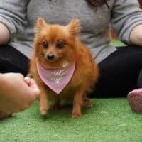 Tinkerbell, female 7yo Mixed Breed for adoption at Spitz und Pawtners e.V.