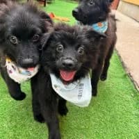 Tito, male puppy Mixed Breed for adoption at Spitz und Pawtners e.V.