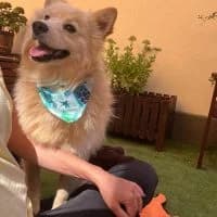 Toffee, male young Mixed Breed for adoption at Spitz und Pawtners e.V.