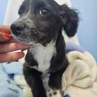 Torben, male puppy Mixed Breed for adoption at Spitz und Pawtners e.V.
