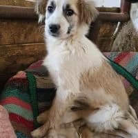 Vasile, male young Mixed Breed for adoption at Spitz und Pawtners e.V.