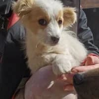 Veta - PS in 33824 Werther, female young Mixed Breed for adoption at Spitz und Pawtners e.V.