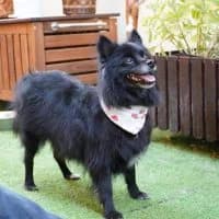 Wednesday, female senior Mixed Breed for adoption at Spitz und Pawtners e.V.