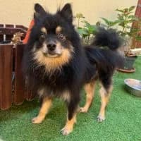 Yoda, male senior Mixed Breed for adoption at Spitz und Pawtners e.V.