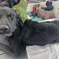 Zara, female 4yo Mixed Breed for adoption at Spitz und Pawtners e.V.