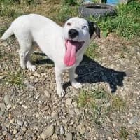 Zara-Blue, female puppy Mixed Breed for adoption at Spitz und Pawtners e.V.