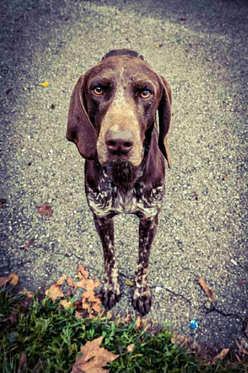 John, male young German Shorthaired Pointer for adoption at Step by Paw e.V.