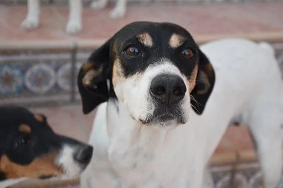 Kinderliebe Kuschelmaus Triana (Ho), female 3yo mixed breed for adoption at Step by Paw e.V.