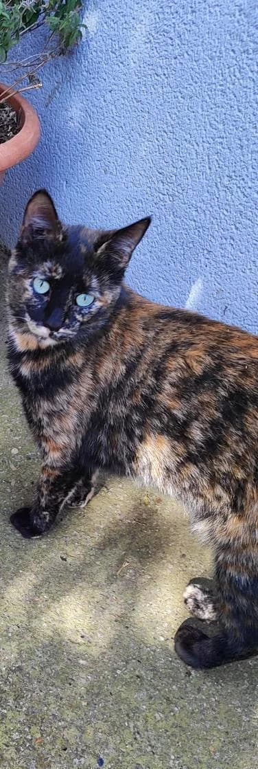 Birria, female young Mixed Breed Cat for adoption at Step by Paw e.V.