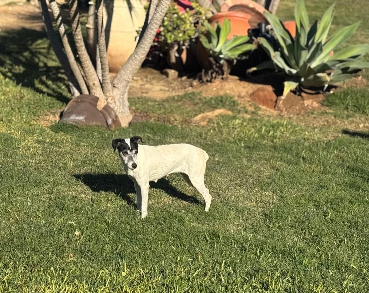 ruhige, female 3yo mixed breed for adoption at Step by Paw e.V.