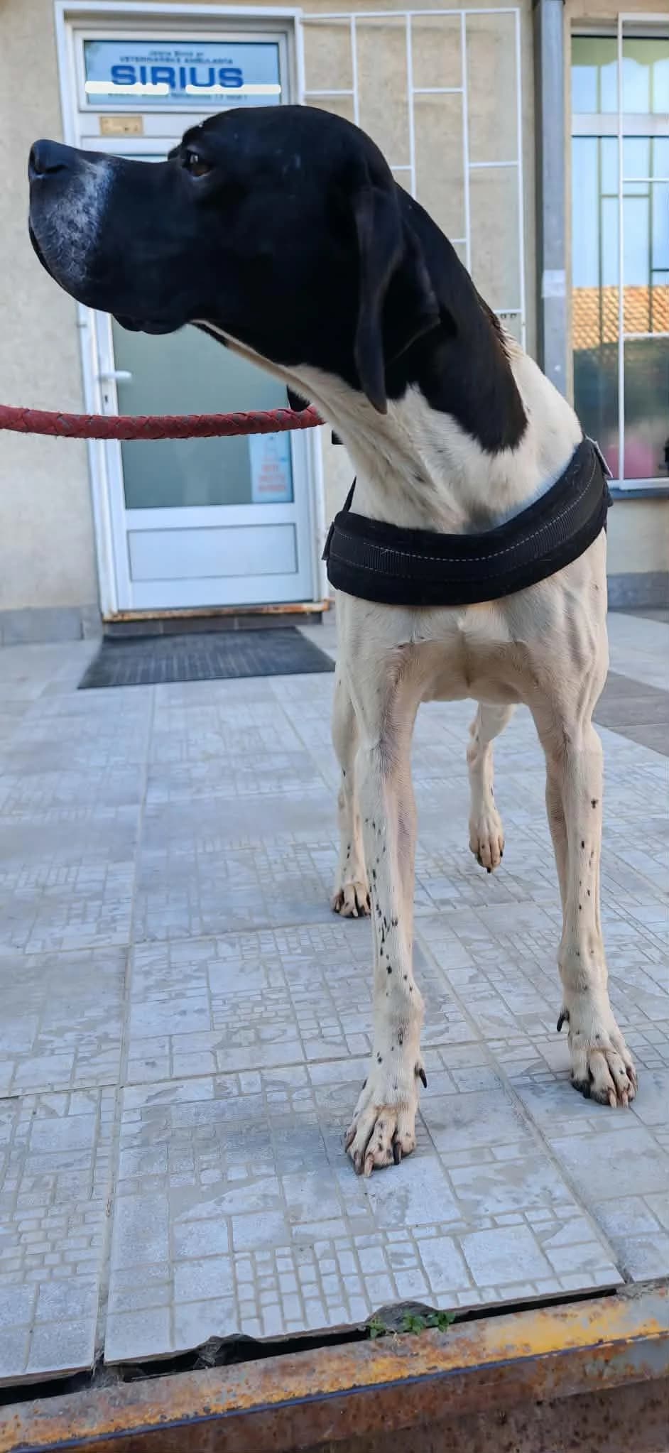 Otis, male 4yo Pointer for adoption at Step by Paw e.V.
