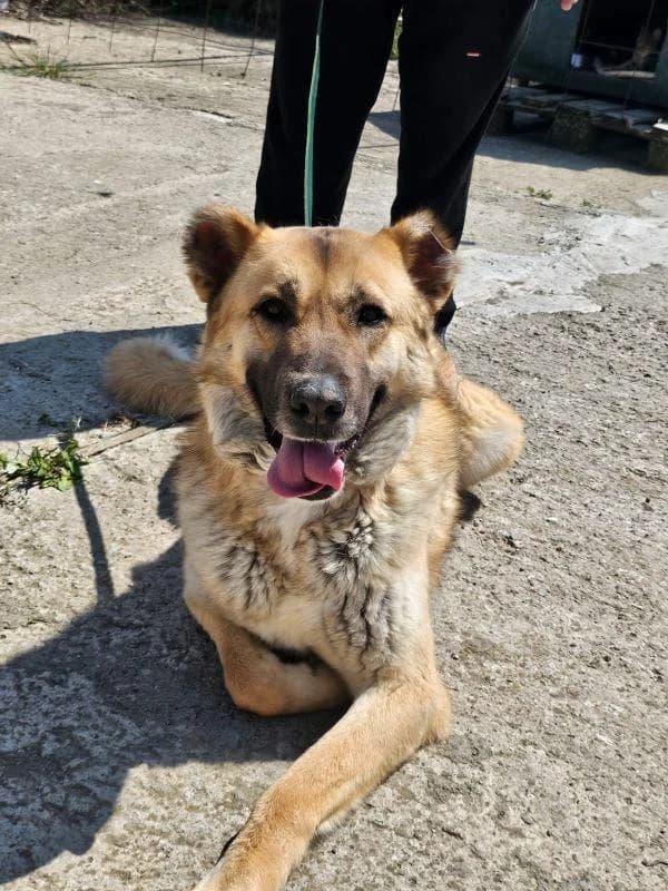 BUCK, male 5yo German Shepherd for adoption at Step by Paw e.V.
