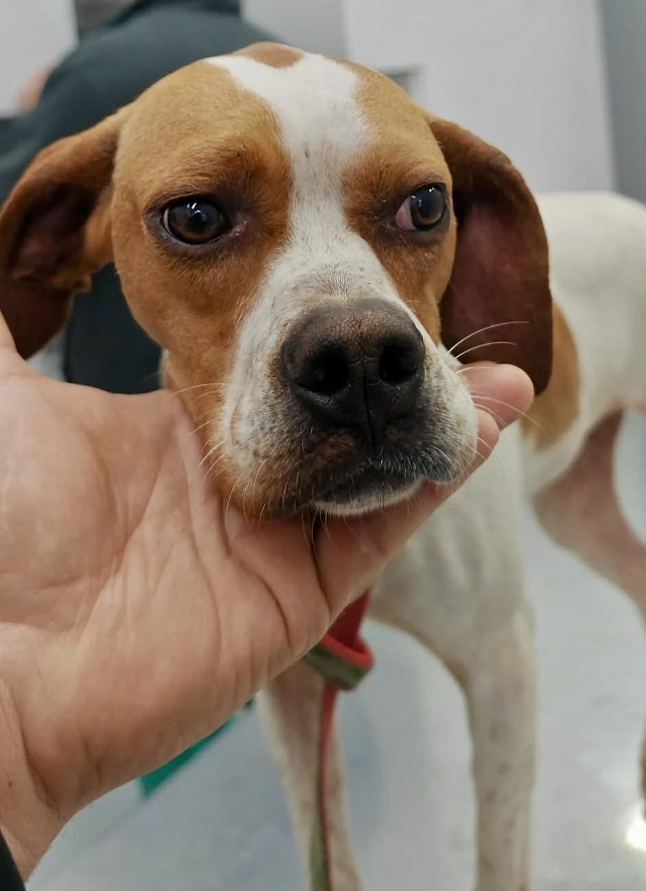 Lucia, female young Pointer for adoption at Step by Paw e.V.