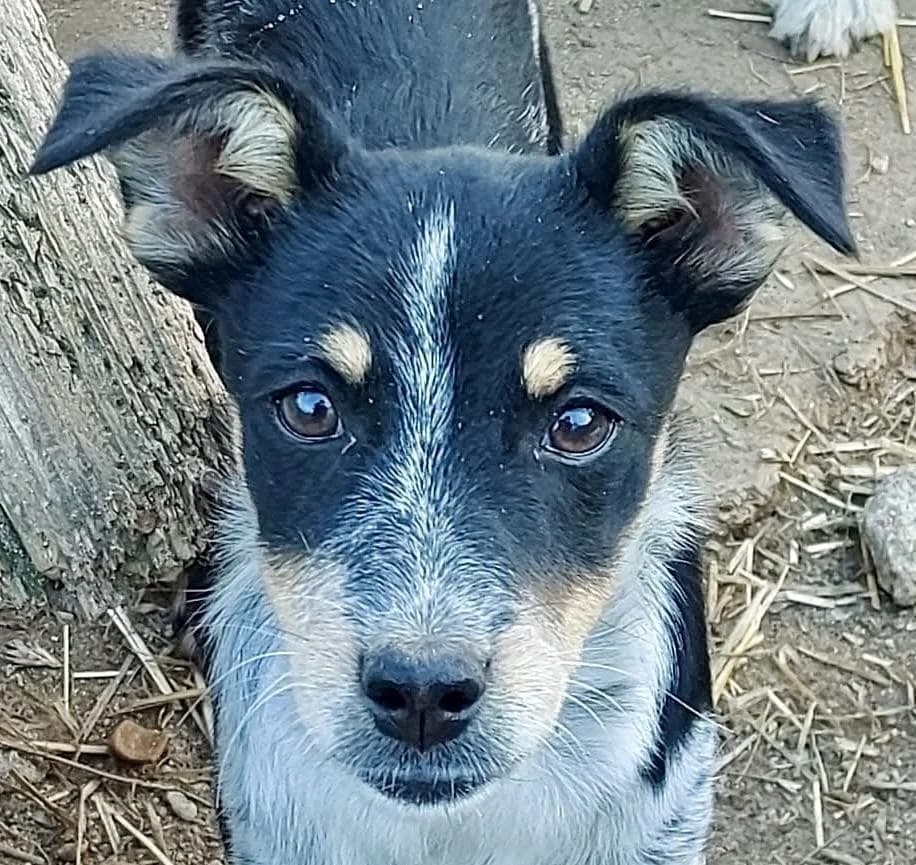 Tala, female puppy mixed breed for adoption at Step by Paw e.V.