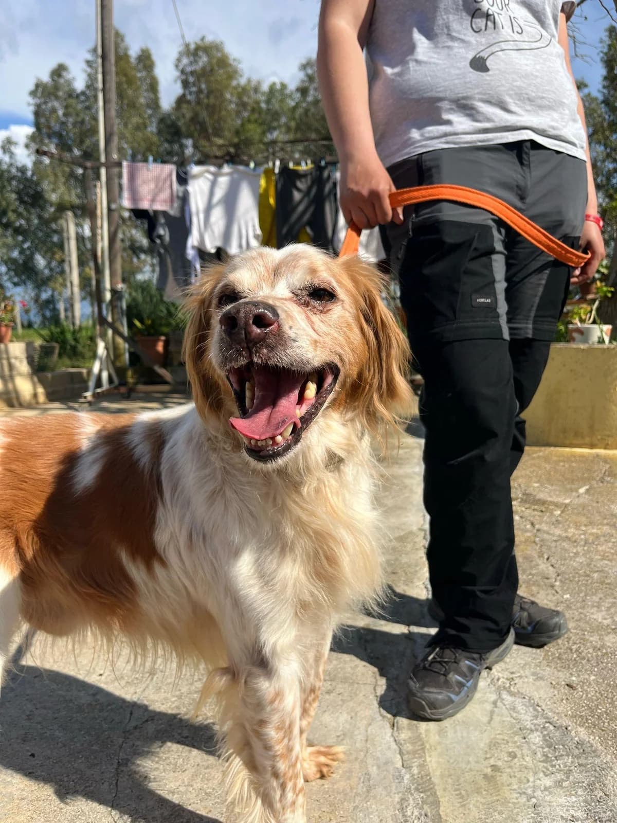 Marcello lebt einsam und isoliert, male senior Mixed Breed for adoption at Step by Paw e.V.