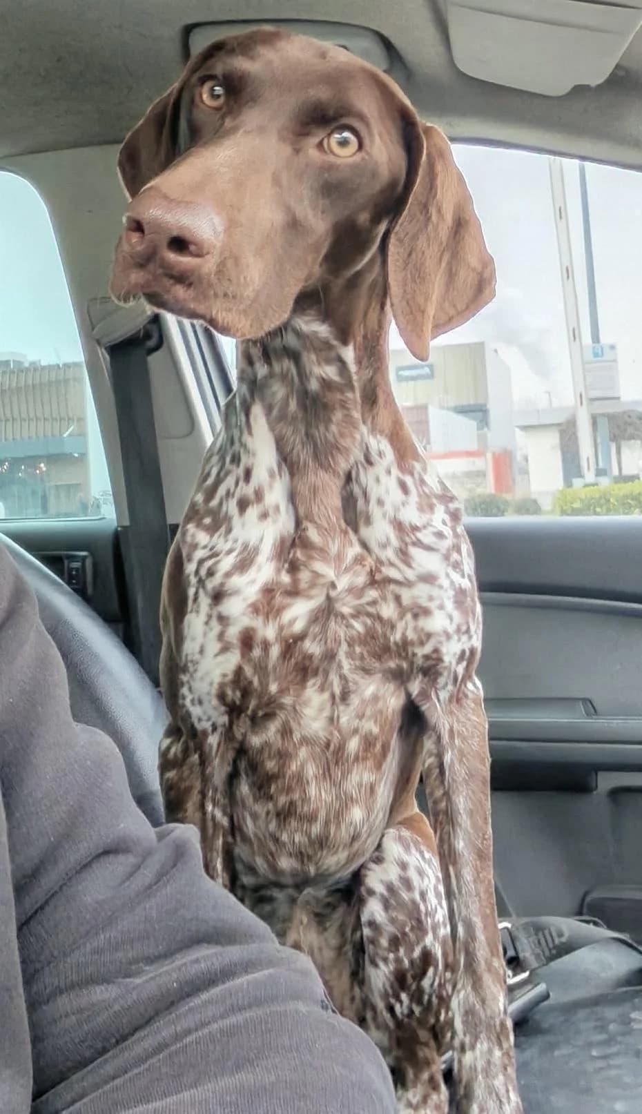 ANFRAGESTOPP Rina, female young German Shorthaired Pointer for adoption at Step by Paw e.V.