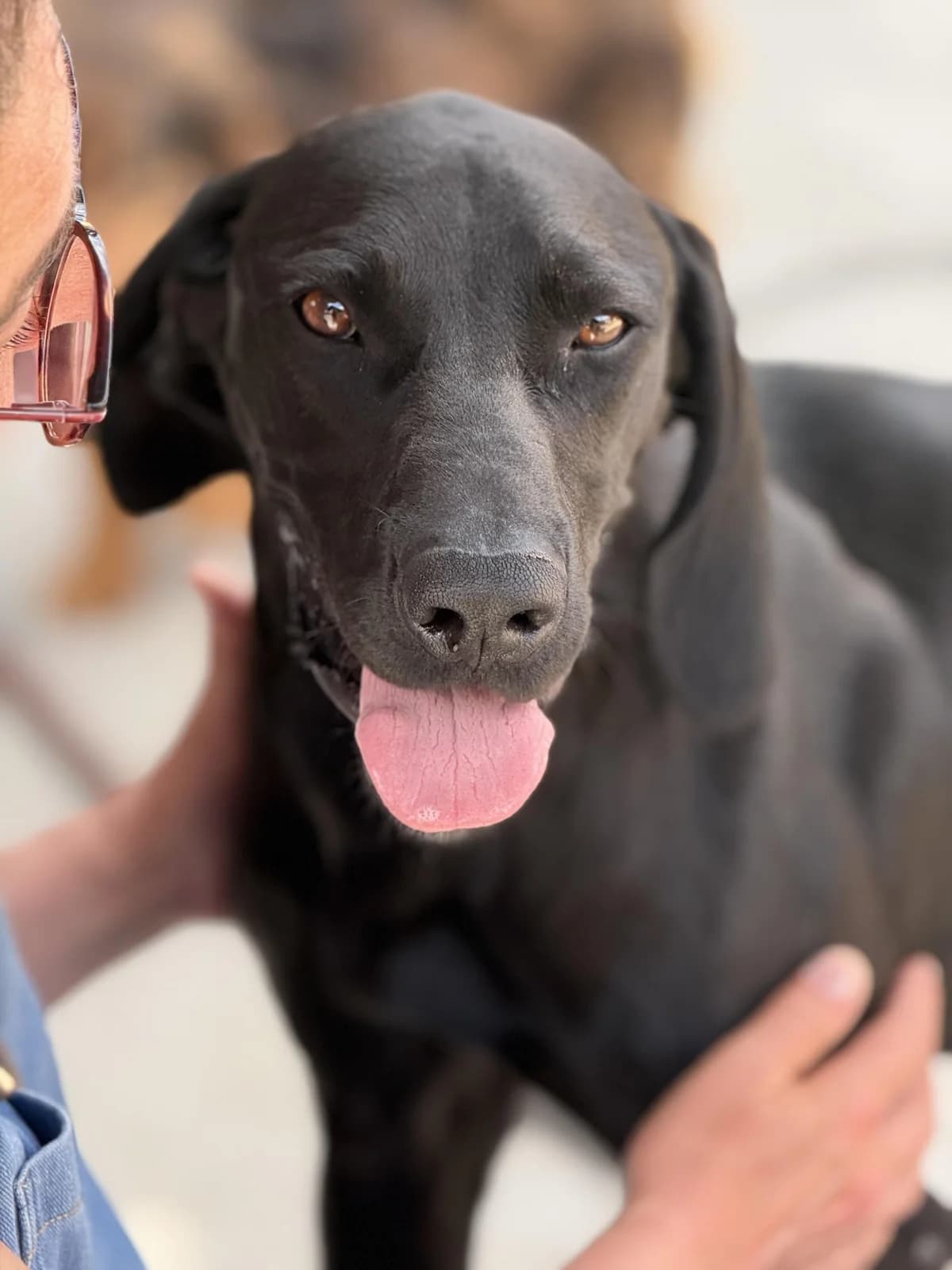 Nox, male young Weimaraner for adoption at Step by Paw e.V.