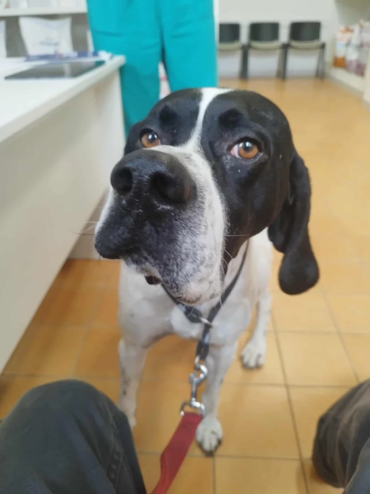 Neo, male young Pointer for adoption at Step by Paw e.V.