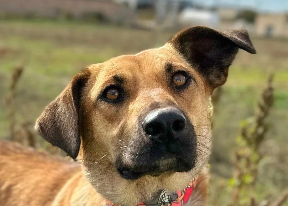Thalia, female 5yo Mixed Breed for adoption at Step by Paw e.V.
