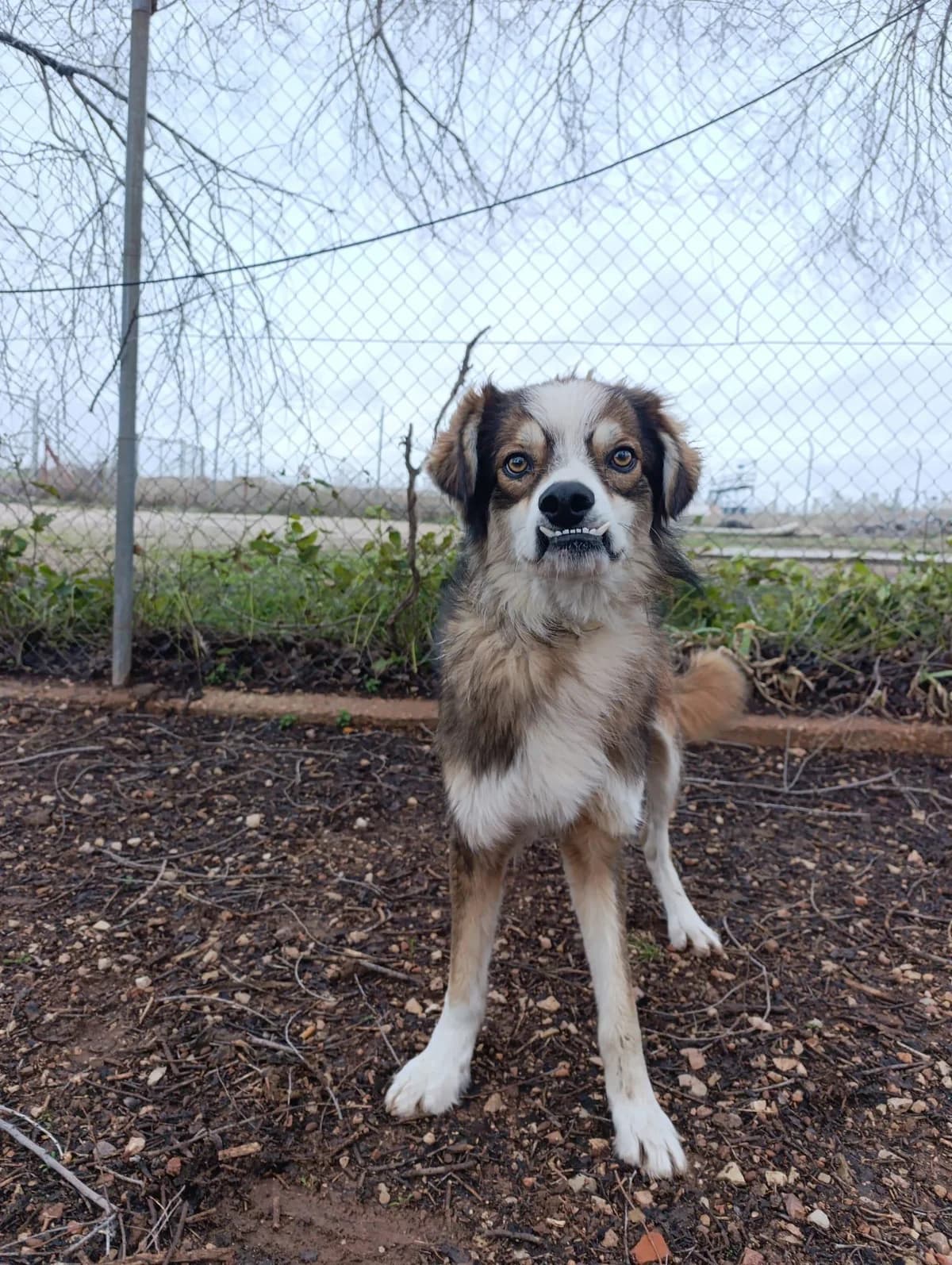 Bombon, male 4yo Mixed Breed for adoption at Step by Paw e.V.